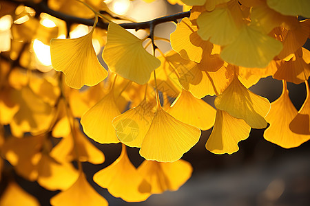 秋天金黄色的银杏叶图片