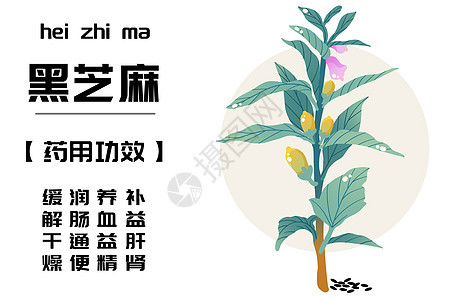 中草药之黑芝麻图片