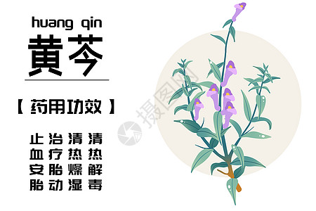 中草药之黄芩图片