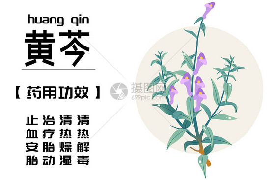 中草药之黄芩图片