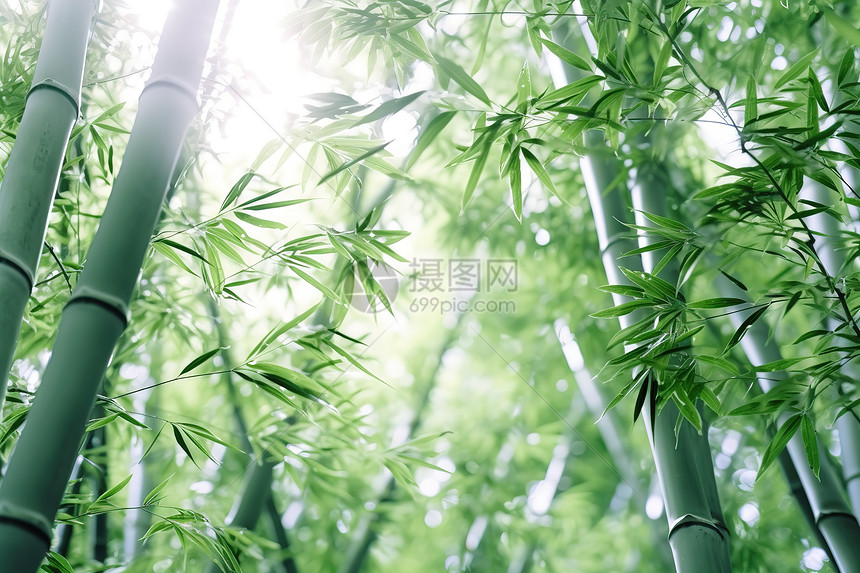 夏日绿色的竹子林图片