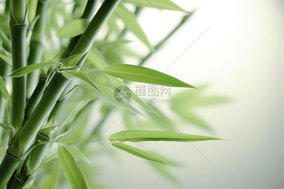 清新夏日绿色竹子图片