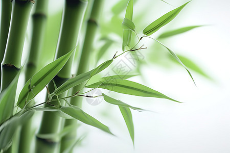 绿色清新夏日竹子图片