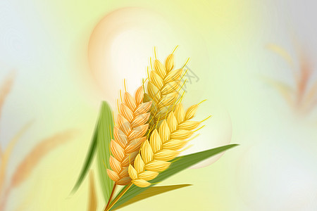 秋天麦穗背景图片