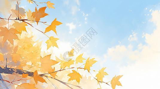 秋季的枫树叶背景图片