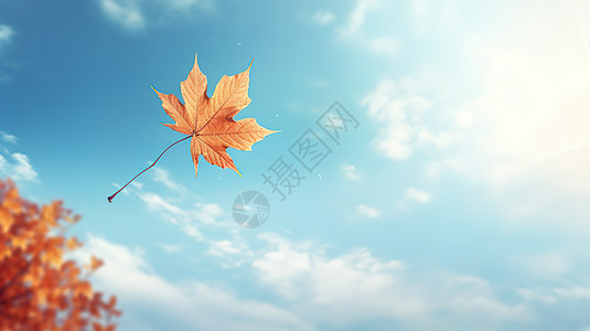 秋天飘落的枫叶图片