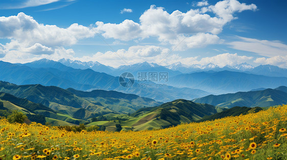 秋天蓝天白云下一片片山峰与向日葵园图片
