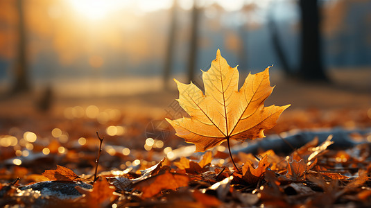 秋天傍晚落在地上的一枚金黄色枫叶图片