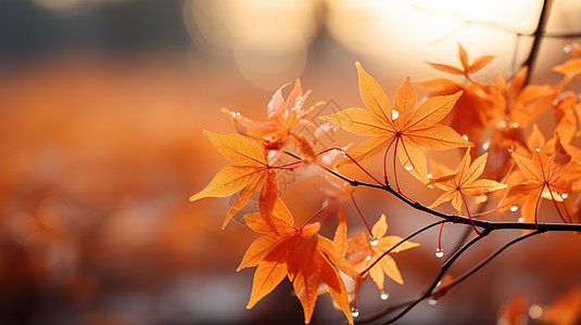 秋天沾满露珠的枫叶图片