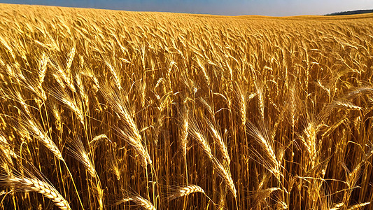 风吹麦浪金色的麦田背景图片