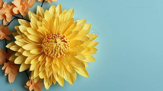 盛开的黄色菊花在蓝色背景上图片