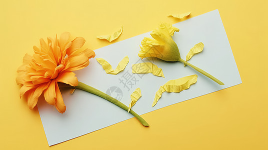 放在白色纸上的两朵漂亮的菊花图片
