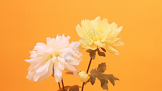 秋天盛开的白色菊花和黄色菊花图片