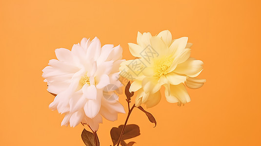 简约的黄色背景上两朵小清新盛开的菊花图片