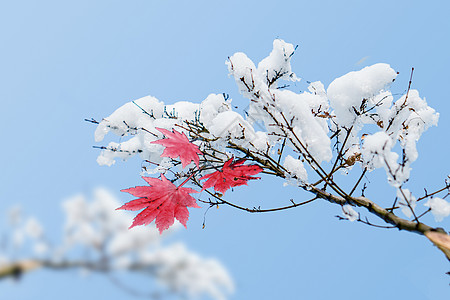 创意唯美冬天积雪枫叶背景背景图片