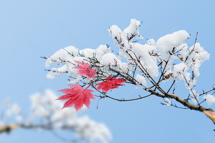 创意唯美冬天积雪枫叶背景图片