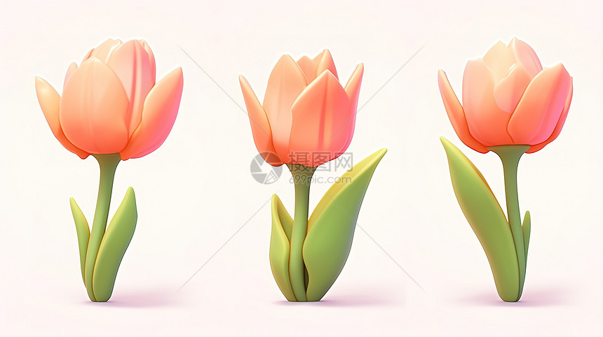美丽的三朵郁金香花朵图片