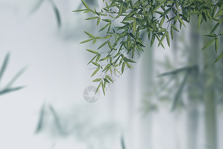 创意大气竹子中式春天背景图片