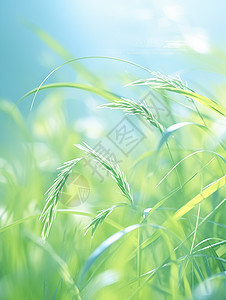 春季嫩绿色的草丛卡通背景背景图片