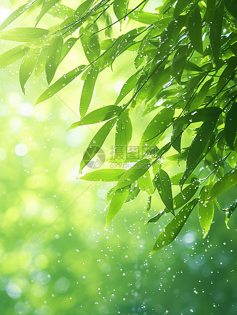 雨中唯美的绿色竹林图片