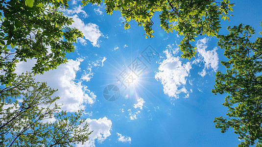 阳光明媚的蓝天白云高高的绿树尖仰视视角图片