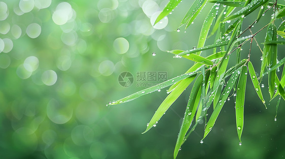 春天雨中唯美绿色调竹林图片