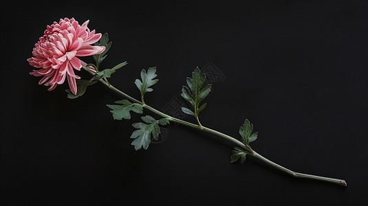 黑色背景下一株粉色大朵美丽的菊花图片