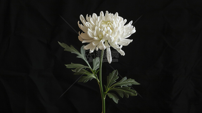 黑色背景一朵白色菊花图片