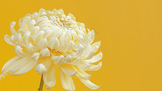 白色大朵菊花图片