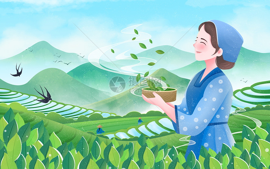 谷雨春天插画茶园采茶女图片