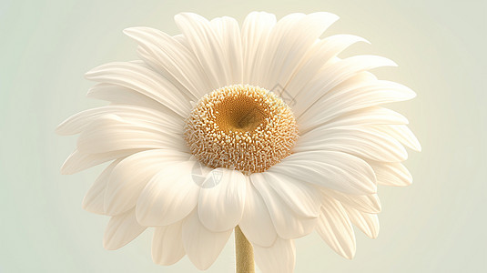 一朵盛开的白色卡通小雏菊图片