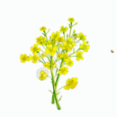 油菜花GIF图片