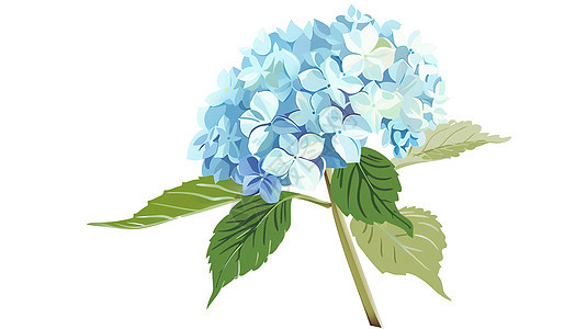 蓝色绣球花简约插图图片