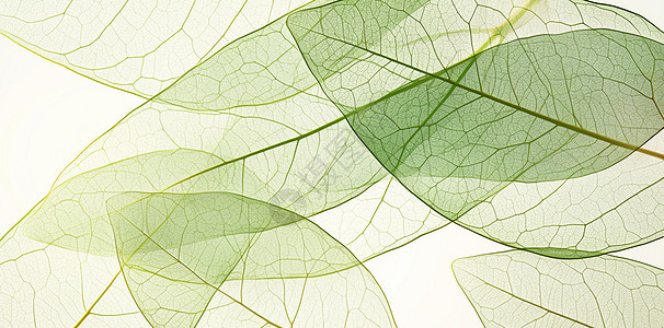 绿色透明树叶梦幻唯美的树叶背景图片