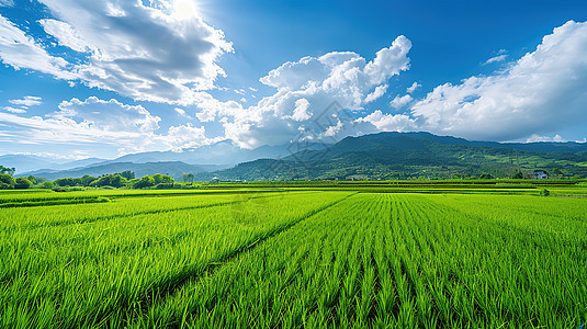 夏天的稻田图片