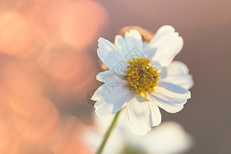 小花背景图片