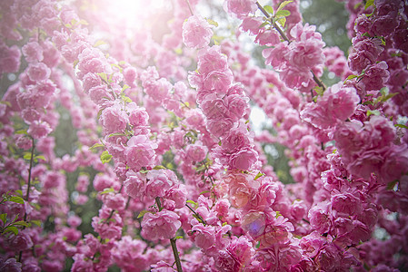 梅花剪纸梅花背景