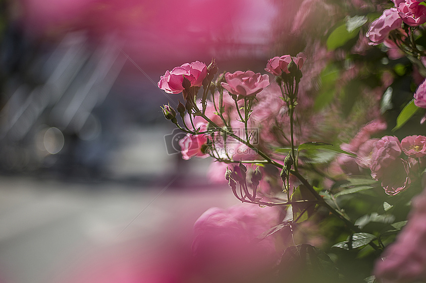 小月季花图片