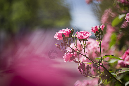 小月季花图片