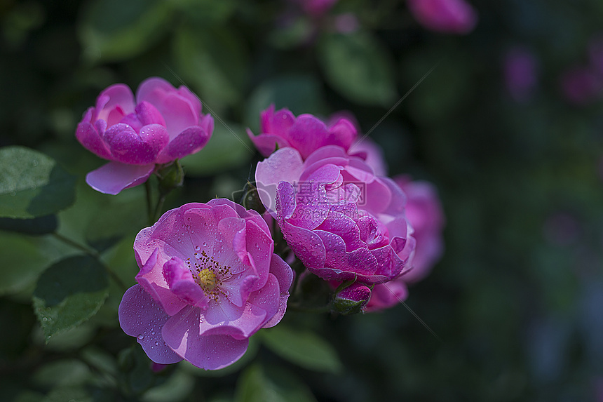 小月季花图片