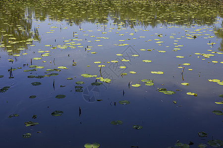 湿地公园湖水背景
