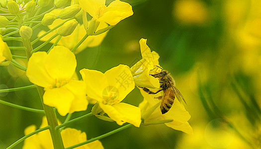 蜜蜂悦目大黄蜂高清图片