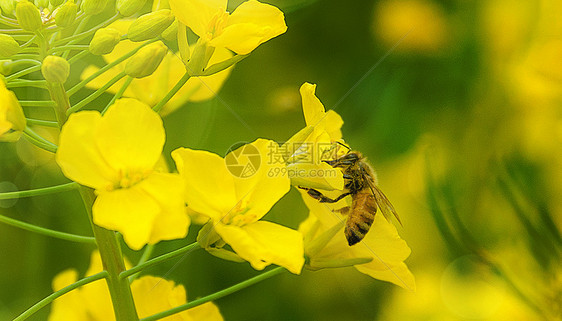 蜜蜂图片