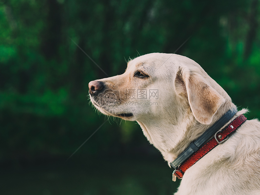 凝望远处的狗狗