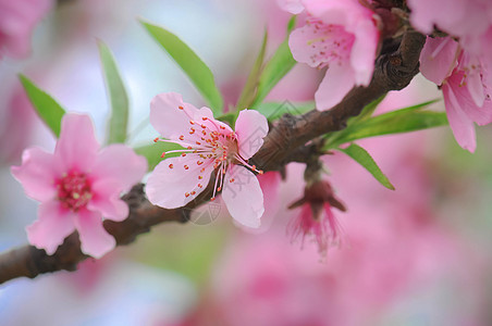 梅花剪纸梅花特写背景