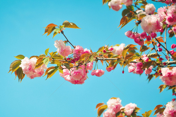 粉色梅花图片