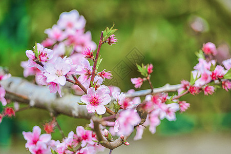 龙泉桃花摄影背景