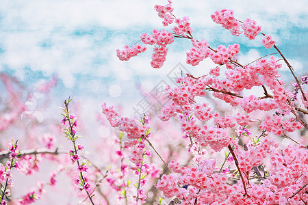 酉阳桃花源龙泉桃花摄影背景