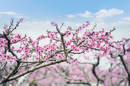 龙泉桃花摄影高清图片