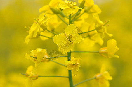 油菜花特写图片